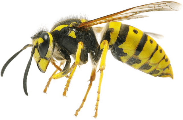 Wasp PNG