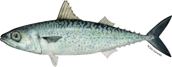 Atlantic Mackerel PNG