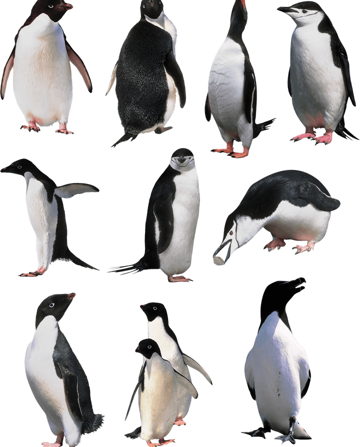 King Penguin PNG