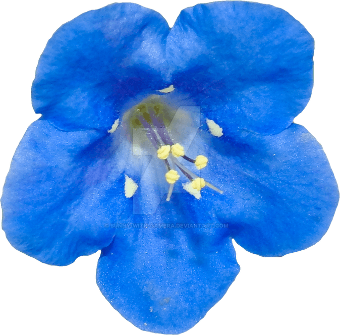 Blue Flower PNG