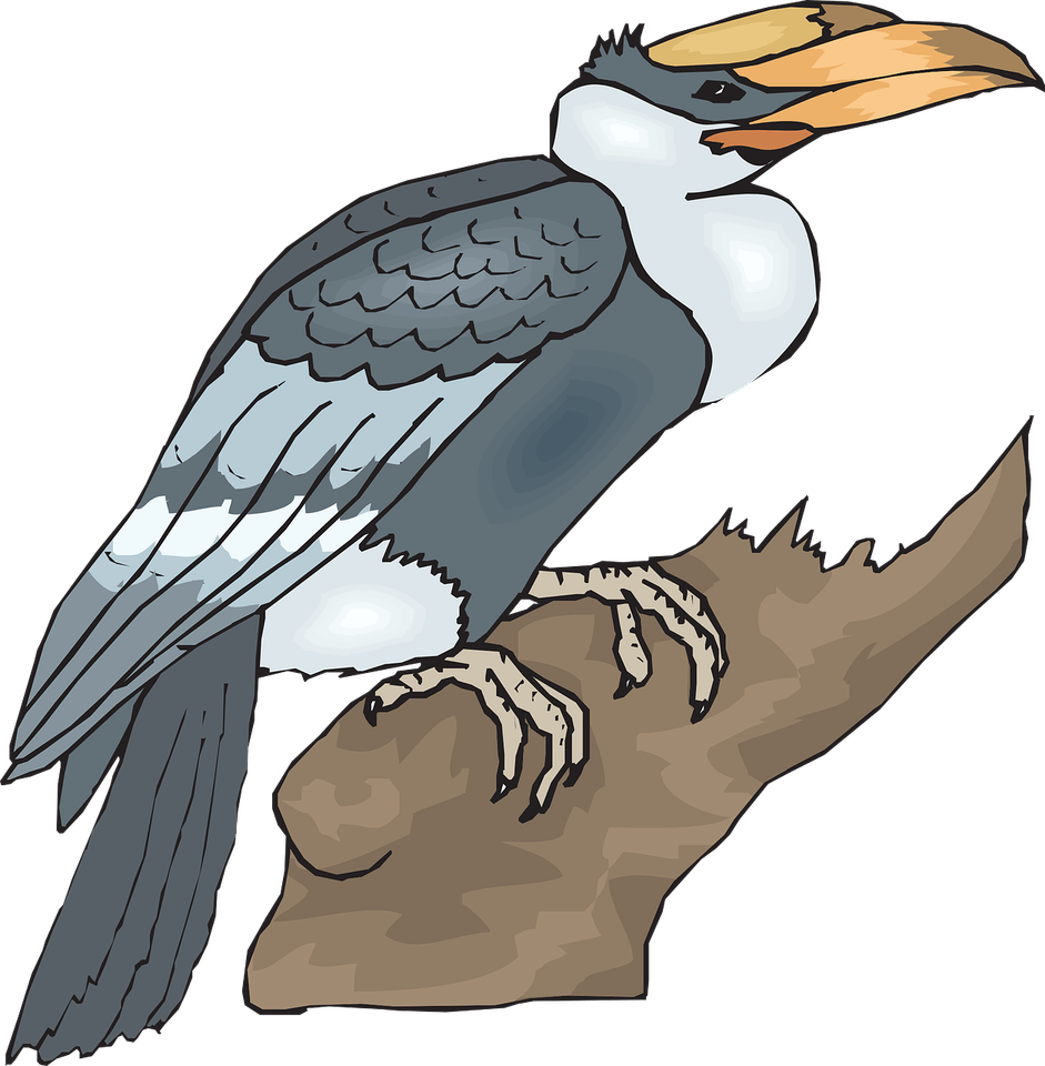 Hornbill Bird PNG
