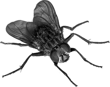 Insect PNG
