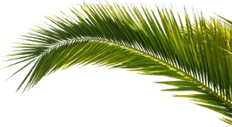 Palm Leaf PNG