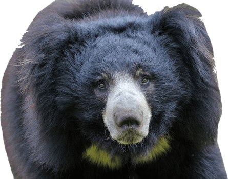 American Black Bear PNG