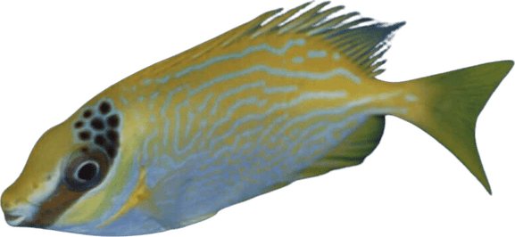 Rabbit Fish PNG
