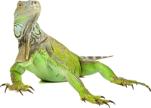 Madagascar Iguanids PNG
