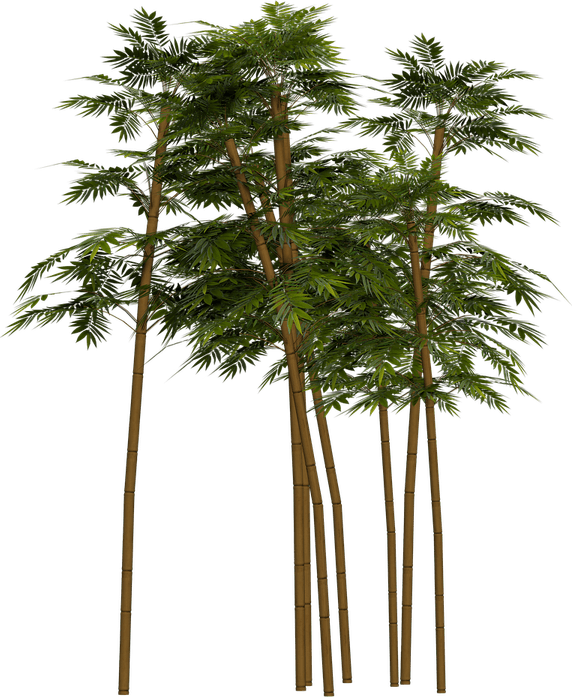 Bamboo Shoot PNG