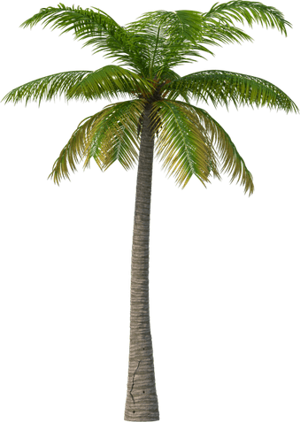 Palm Wine Tree PNG