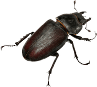 Beetle PNG