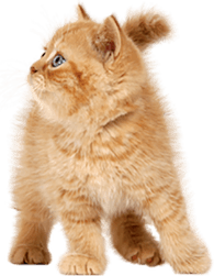 Cat Baby PNG