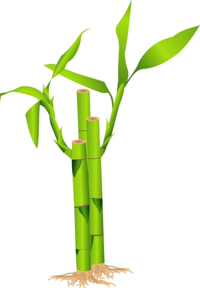 Bamboo Shoot PNG