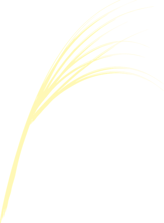 Ornamental Grass Plan PNG