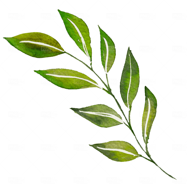 Watercolor Leaves PNG
