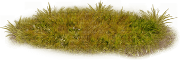 Autumn Grass PNG