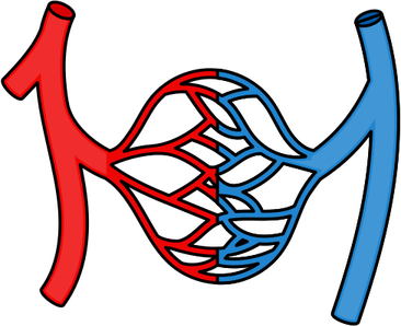 Veins PNG