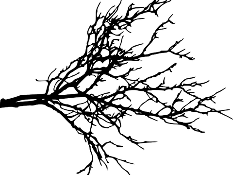 Tree Branch PNG