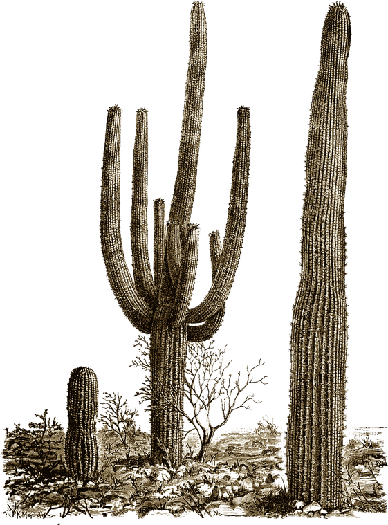 Cactus PNG
