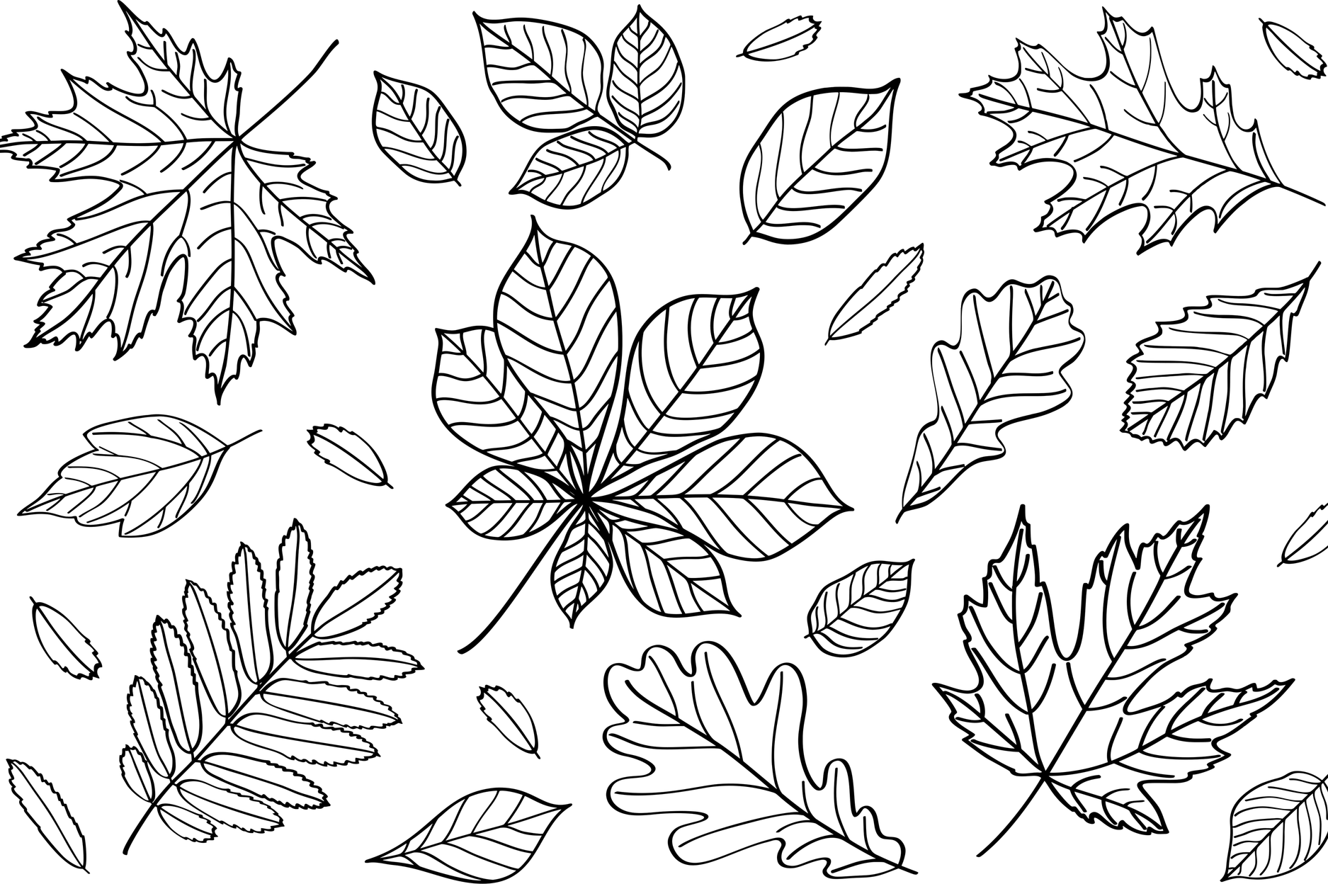Leaf Black And White PNG
