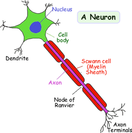 Neuron PNG