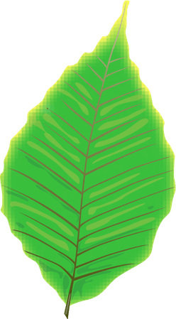 Aesthetic Leaf PNG