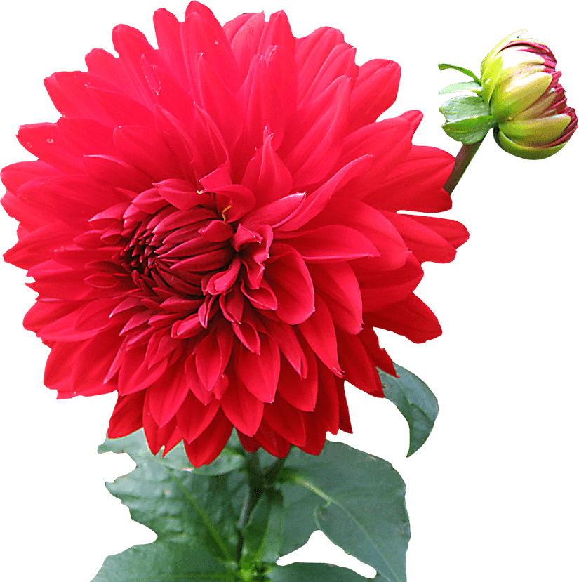 Dahlia PNG