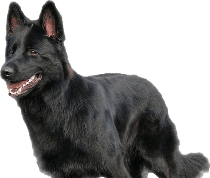 German Shepherd PNG