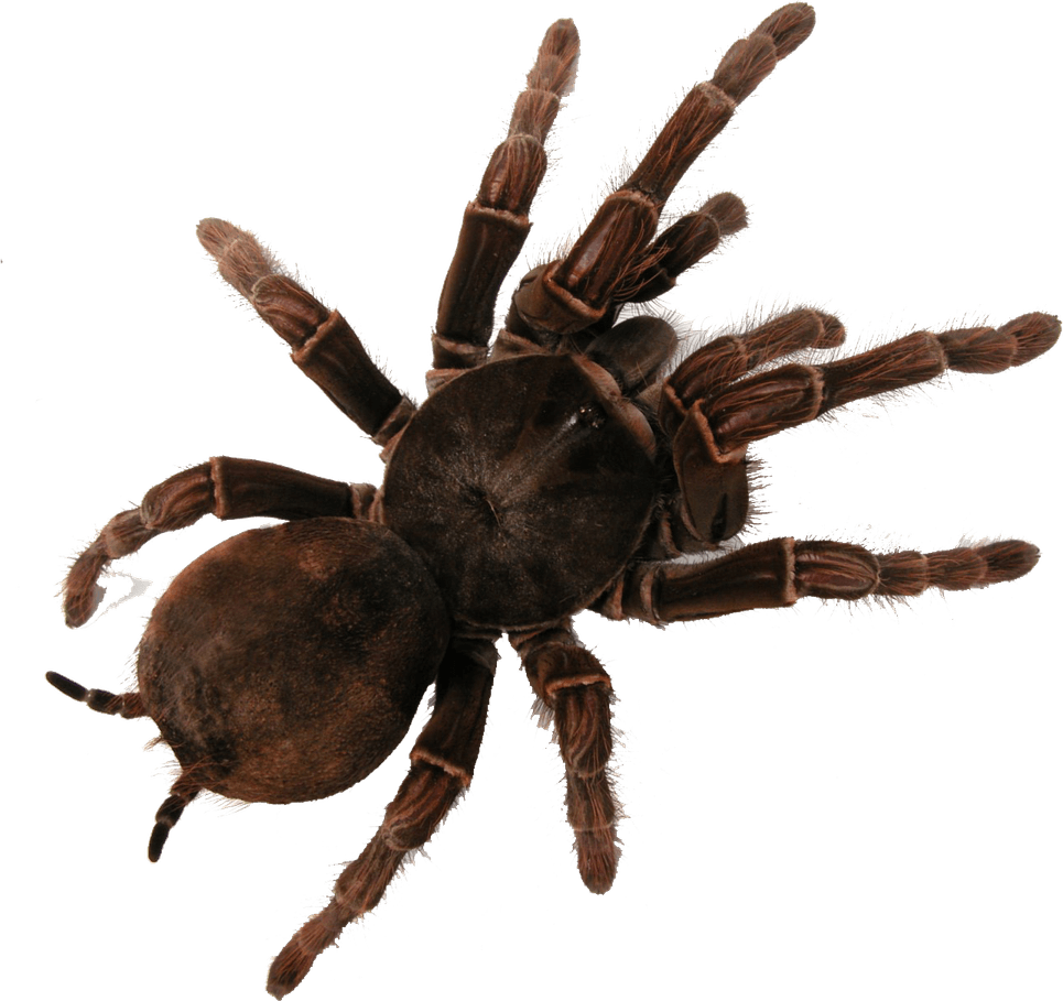 Tarantula PNG