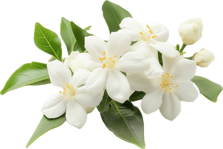 Jasmine Tree PNG