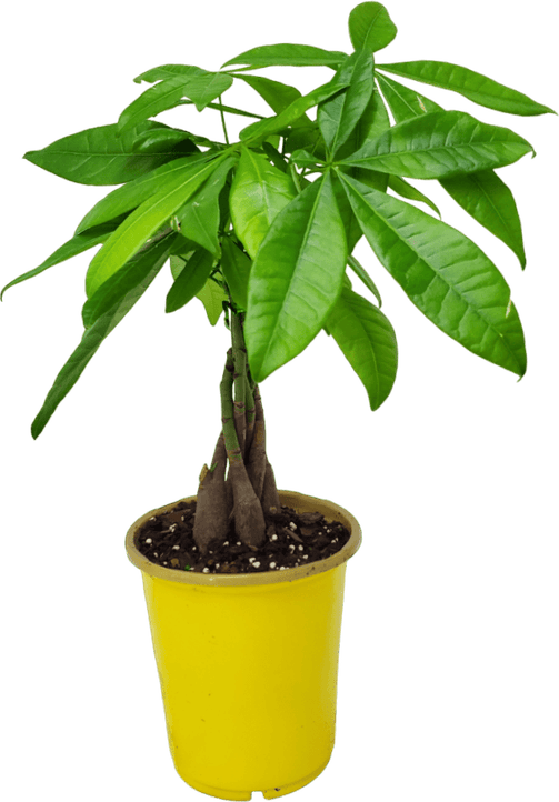 Prosperity Fortune Tree PNG
