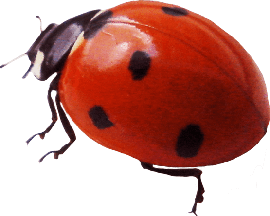 Ladybird PNG