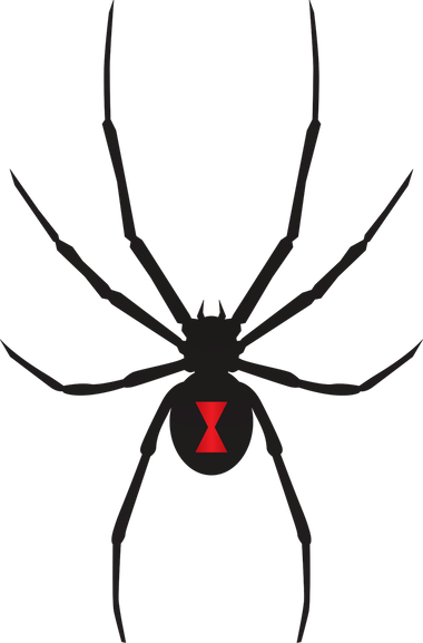 Black Widow Spiders PNG