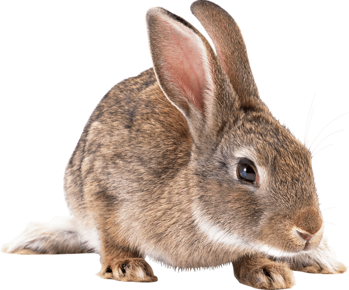 Rabbit PNG