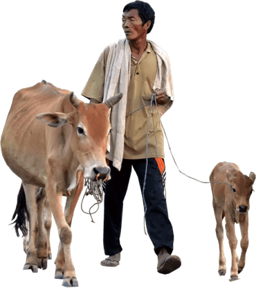 Cows PNG