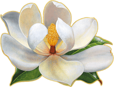 Magnolia Flower PNG