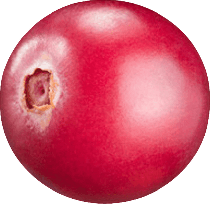 Cranberry PNG