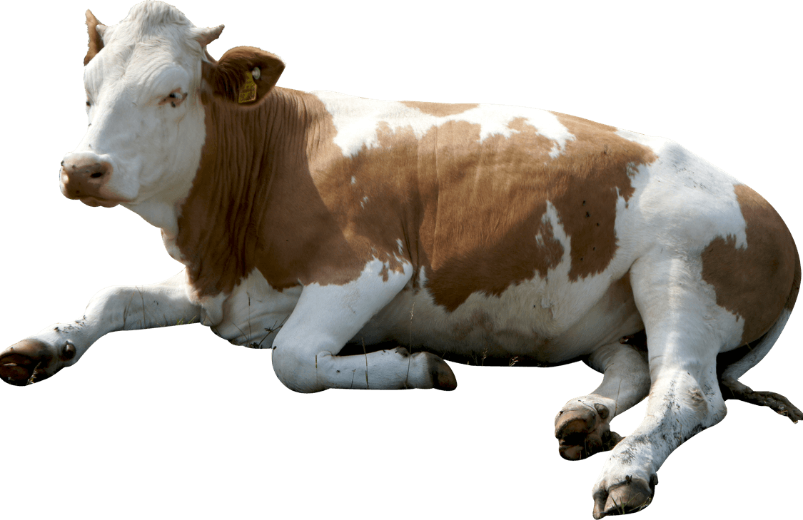 Cows PNG