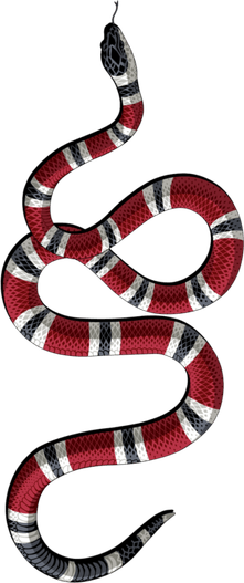 Anilius PNG