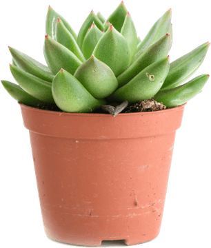 Succulent PNG