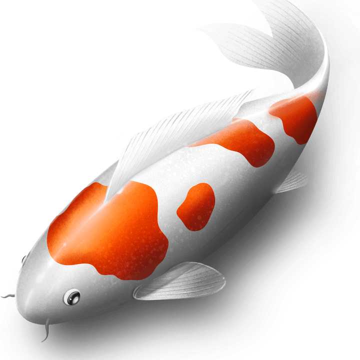 Koi Fish PNG