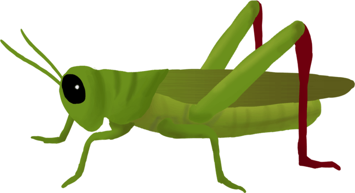 Grasshopper PNG