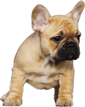 Bulldogs PNG