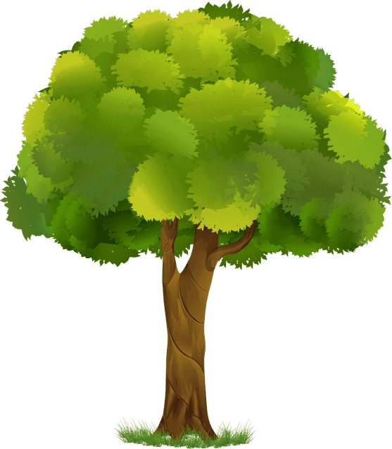 Plant Tree PNG