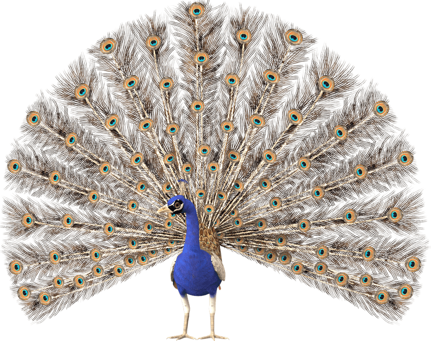 Peacock PNG