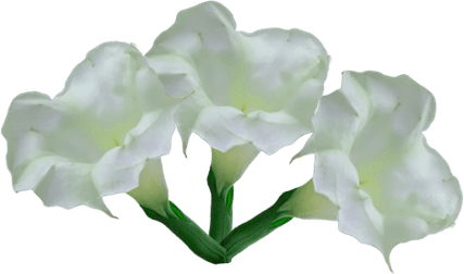 Puja Flower Border PNG