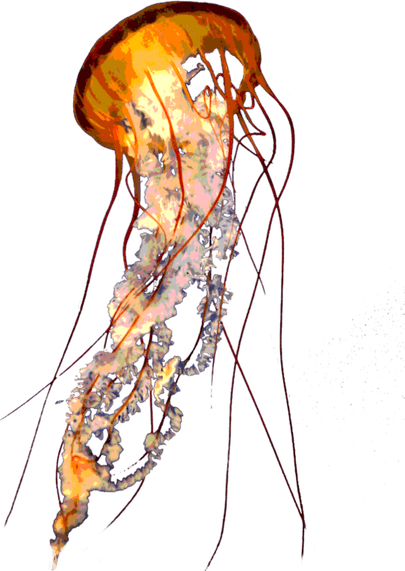 Jellyfish PNG