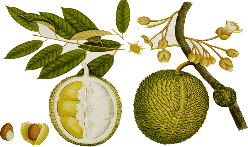 Jackfruit PNG