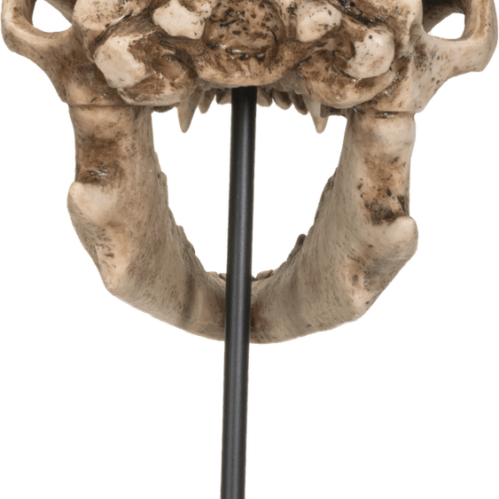 Wolf Skull PNG