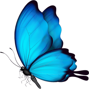 Butterfly Art PNG