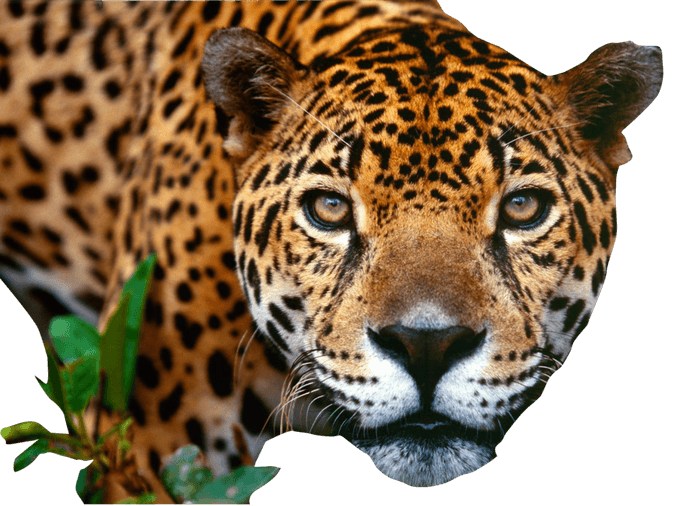 Jaguar PNG