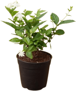 Jasmine Tree PNG